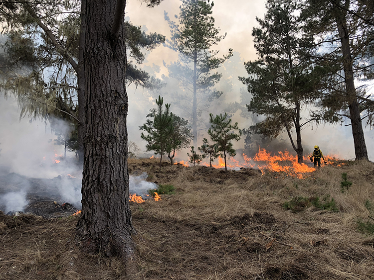 Prescribed burns are part of California State Parks&rsquo; prescribed fire program for vegetation management, hazardous fuel load reduction, wildlife habitat improvement, and other ecological benefits.